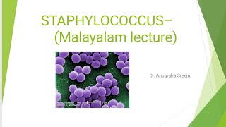 STAPHYLOCOCCUS LECTURE MICROBIOLOGY MALAYALAM  5 MARKS QUESTION PART 1 [upl. by Ecile]