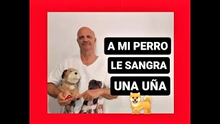 A mi perro le sangra una uña [upl. by Dobrinsky]