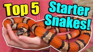 The Top 5 BEST Beginner Snakes [upl. by Indnahc]