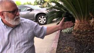 How to Prune a Sago Palm Cycas Revoluta [upl. by Stilla]