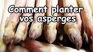 Réussir la plantation des Asperges blanches et vertes [upl. by Tesil]