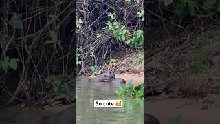 wildlife pantanal brazil [upl. by Elocn804]