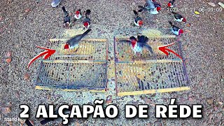 PEGANDO GALO DE CAMPINA NO ALÇAPÃO DE RÉDE AO VIVO [upl. by Enirehs]