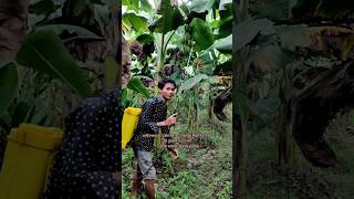 Insecticide and Fungicide combination Banana Farming kaushikvlogs shorts agriculture [upl. by Lemak]