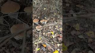 🍄‍🟫🍄‍🟫🔥🍄‍🟫🔥🍄‍🟫🍄‍🟫mushroom boletus грибы fungi grzyby грибочки shorts pilze [upl. by Daisie98]