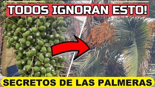 🌴Si Tienes PALMERAS Debes Ver Este VÍDEO🌴La Mayoría IGNORA ESTO [upl. by Sclar]