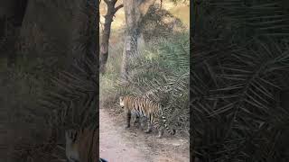 Ranthambore National Park 5th Dec 2024 [upl. by Rubi]