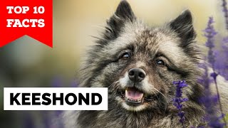 Keeshond  Top 10 Facts [upl. by Garik116]