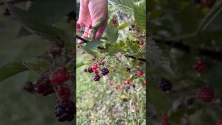 It’s Wild Blackberry Season Let’s Pick blackberry foraging homestead nature hiking [upl. by Earehs]