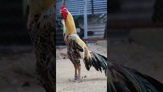 sandaseval videos  sandakoli valarppu  kattu seval shorts rooster aseel [upl. by Leahcam]