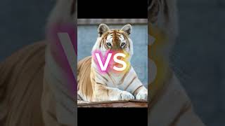 LIGER VS TIGER animals [upl. by Raines]