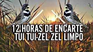 12 HORAS DE TUI TUI ZEL ZEL PARA ENCARTE  ENCARTE AGORA SEU COLEIRO [upl. by Bronnie842]