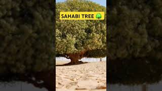 sahabi tree 1445 year old tree 🌳 shorts facts shortsfeed islamic status Islamichistory [upl. by Hubbard595]