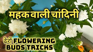 Double ChandniCrepe Jasmine flowering tricks amp plant care [upl. by Hamrnand]