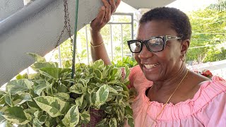 How to grow varieties of Pothos successfully [upl. by Dorcy76]