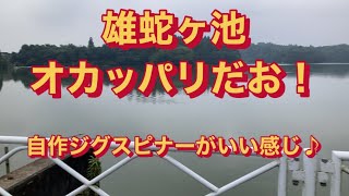 【雄蛇ヶ池 オカッパリ】2022夏 ジグスピナーでいい感じ！！ [upl. by Isoj]