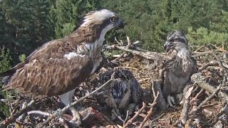 Osprey mom feeding fish in lunch to two chicks  Zivju ērglis  July 22 2024 [upl. by Nnagrom]