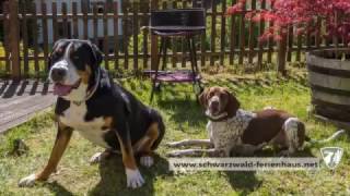 Urlaub mit Hund im Ferienhaus Schwarzwald [upl. by Giliana]