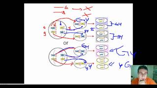 Chromosomes amp Genes  Independent Assortment vs Linkage [upl. by Nerw914]