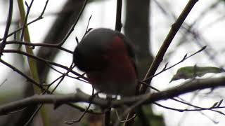 Bullfinch 61124 Bishopbriggs Park [upl. by Amanda]