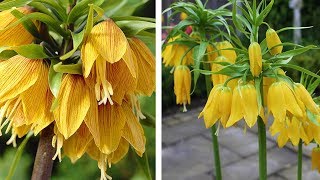 How to Plant Crown Imperial Fritillaria Spring Garden Guide [upl. by Ydnahs]