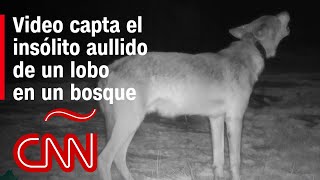 Video capta el insólito aullido de un lobo quotEs como ganar la loteríaquot dice experto [upl. by Aneryc237]