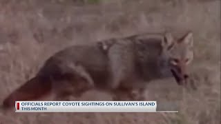 Eight coyote sightings reported on Sullivans Island this month [upl. by Cornela148]