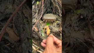 Fishing with snail bait from hole fypviralシ fishing viral catfish fypシ゚ viralfishing [upl. by Ramak614]