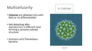 Lecture 9 Endosymbiosis and Multicellularity [upl. by Andras]