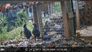 18 Week Plymouth Rock Pullets CoopCam Footage [upl. by Amorete324]