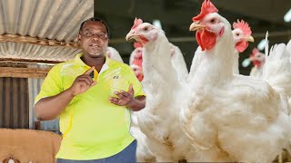 How To Start a Successful Broiler Poultry Farming Business With Little Capital in kisumu city [upl. by Carolyn]