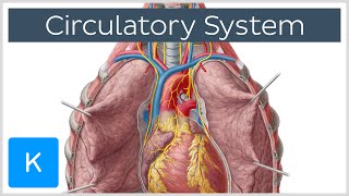 Circulatory system  Function Definition  Human Anatomy  Kenhub [upl. by Rodger]