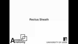 Rectus Sheath [upl. by Innad]