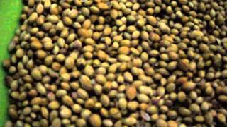 coriander seeds benefits [upl. by Yellat96]