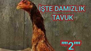 61  İŞTE DAMIZLIK TAVUK AÇIKLAMASI quotquot2quotquot [upl. by Enyawad]