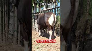 Super Semok Sapi Bali bull sapibali balicow [upl. by Jaquith]