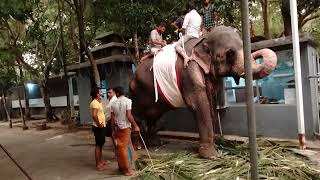 Elephants preparing for the grand Ravana Perahara duty in the Sri Devram Vehera Temple  2022 [upl. by Knoll]