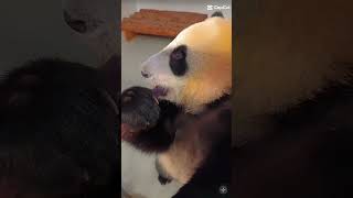 Pandas are fed pandalover panda animals [upl. by Surazal]