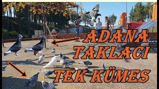 Adana Kuşu İle Taklacı Aynı Kümesde Fenaa [upl. by Giacamo]