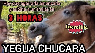 COMO AGARRAMOS UN YEGUA SIN DOMAR POR 1ERA VEZ EN UNA MANGA caballossalvajes [upl. by Eidak87]