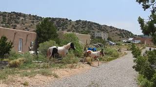 Pinto herd of wild horses in PlacitasNM [upl. by Oninrutas]