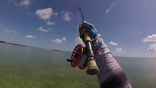 Florida Keys Bonefish [upl. by Tiraj]