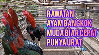 rawatan ayam bangkok muda biar cepat punya uratEkoparwitono [upl. by Nnayllas]