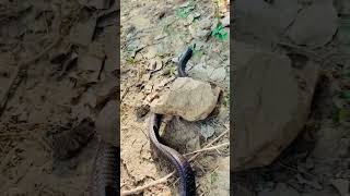 Raste mein snake 😲snake cobra viralvideo shortvideos [upl. by Eddi]