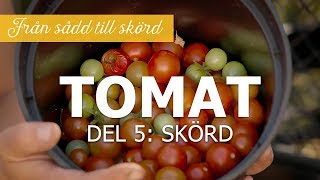 Tomater från sådd till skörd  Del 5 Skörd [upl. by Iahcedrom707]