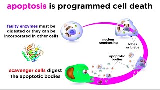 APOPTOSIS  programmed cell death [upl. by Anitsihc]