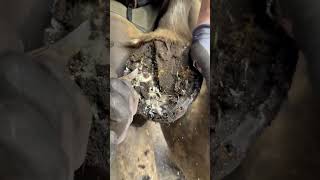 Farrier ASMR farrier horse [upl. by Margarete]