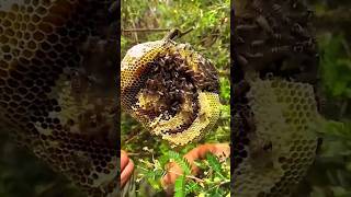 Pure Nature Wild Honey Tree Bee Yummy ASMR Honeycombs Shorts 161 short bee nature treebee asmr [upl. by Nroht]