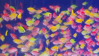 kestopur vip aquarium shop colour fish aquarium fish colourfulfish aquriumshop kolkata [upl. by Alfeus]