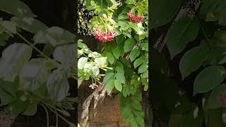 flowersCombretum indicum commonly known as the Rangoon creeper or Burma creeper nature flower [upl. by Gaye107]